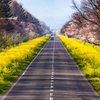 菜の花と桜の路