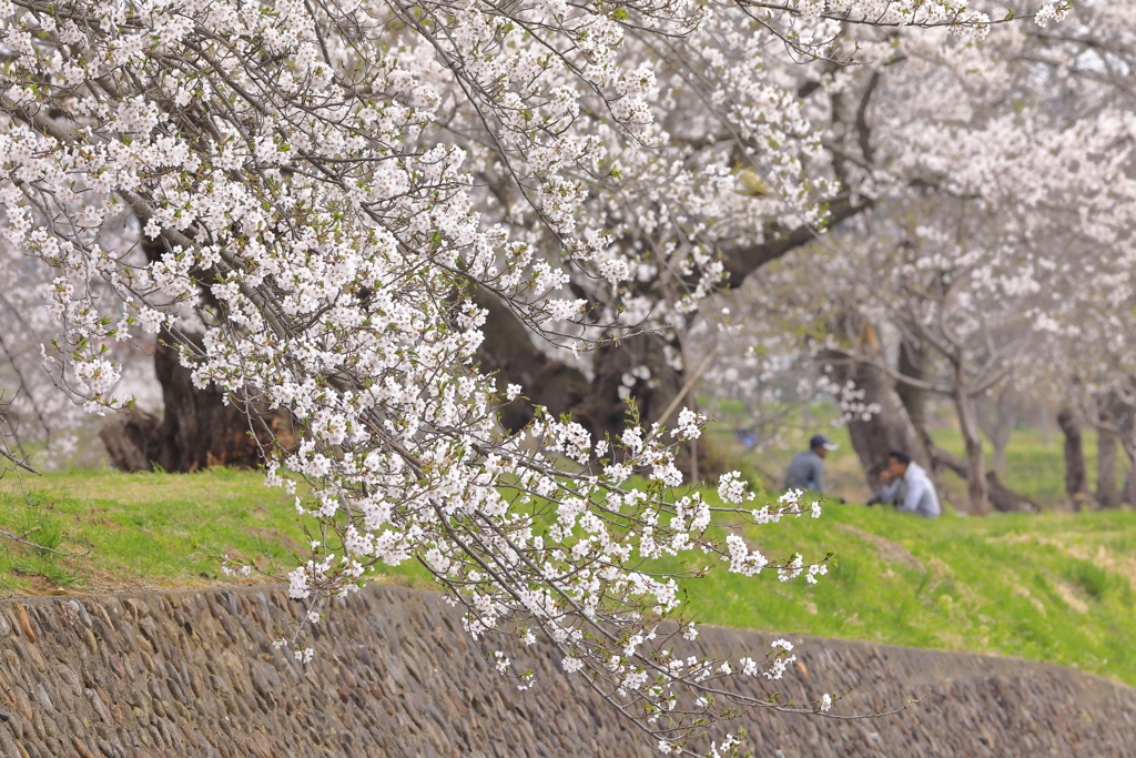 桜の下で