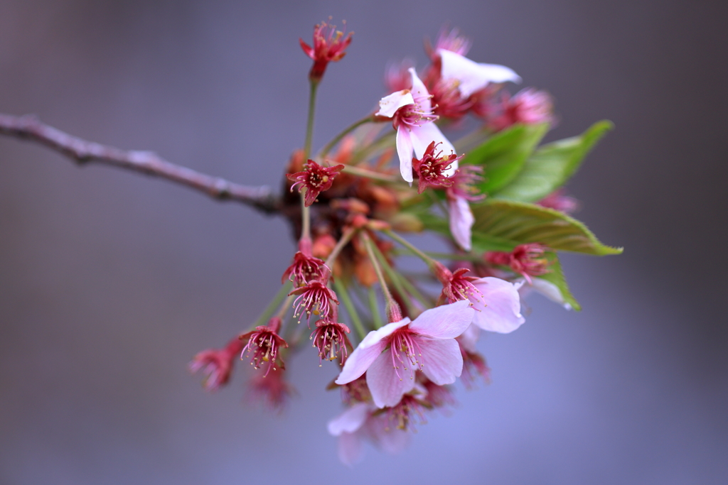 桜の吐息