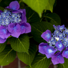 紫陽花Ⅱ