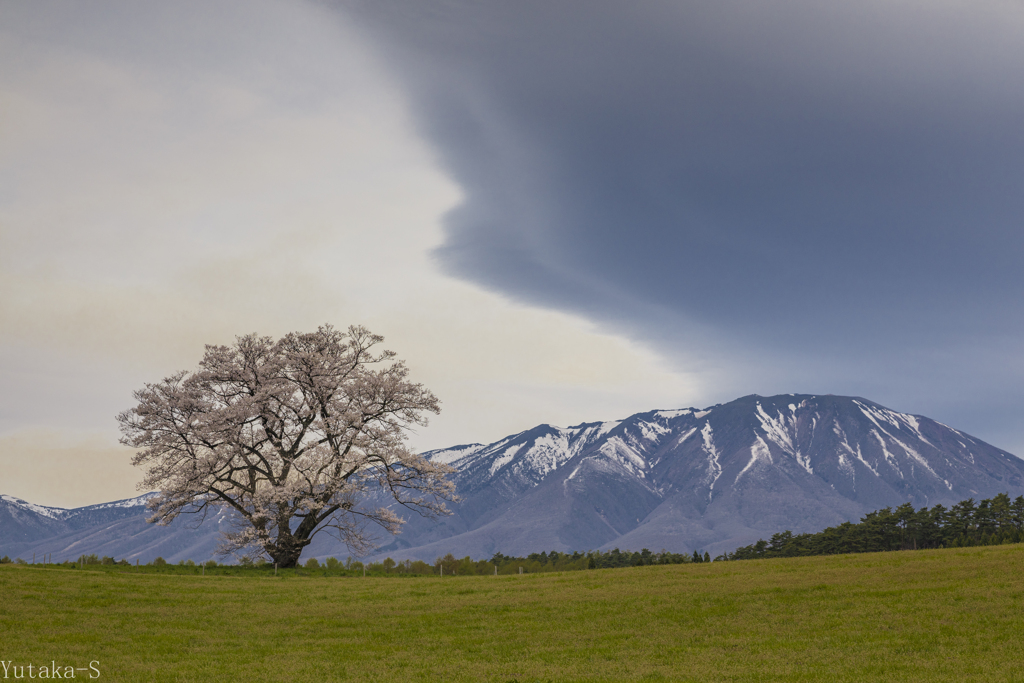 今日の一本桜