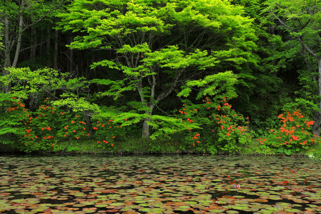 新緑に紅華