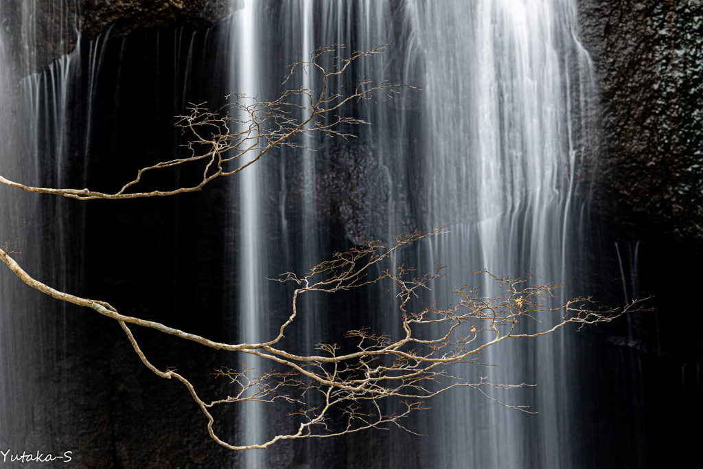 望春の滝の音（ね）