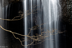 望春の滝の音（ね）