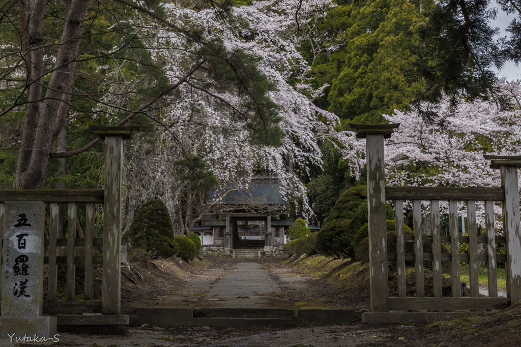 古刹の桜