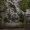 古刹の桜