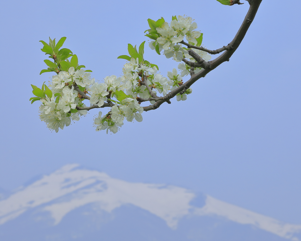 林檎の花も咲き始め