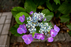 額紫陽花