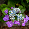 額紫陽花