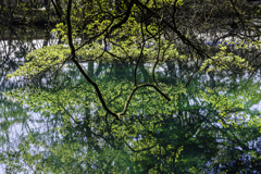 碧翠の水面