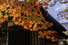 彩深まるⅣ