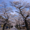 唐丹の桜並木