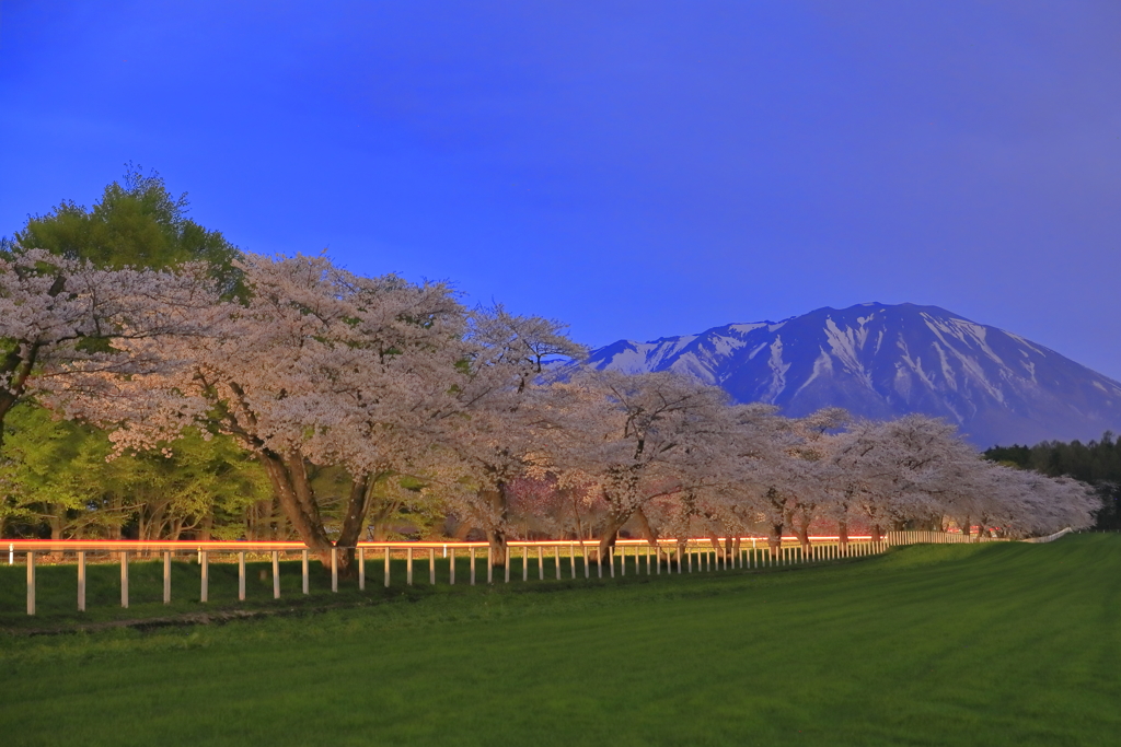 桜並木ライティング