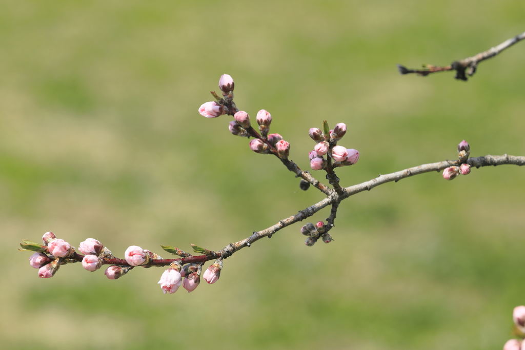 遅咲きの芽