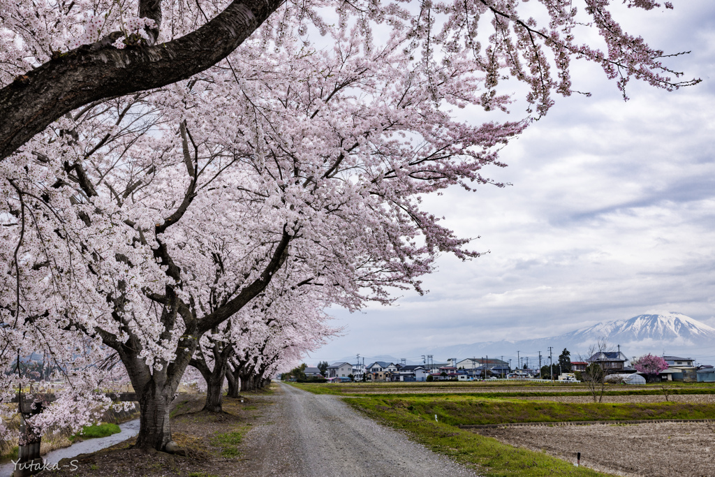 盛岡桜巡りⅣ・絆の桜並木