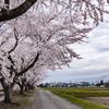 盛岡桜巡りⅣ・絆の桜並木