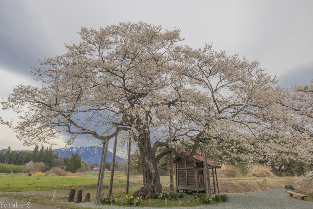 弘法桜