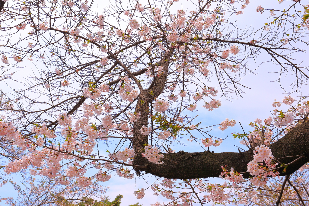 競い咲く