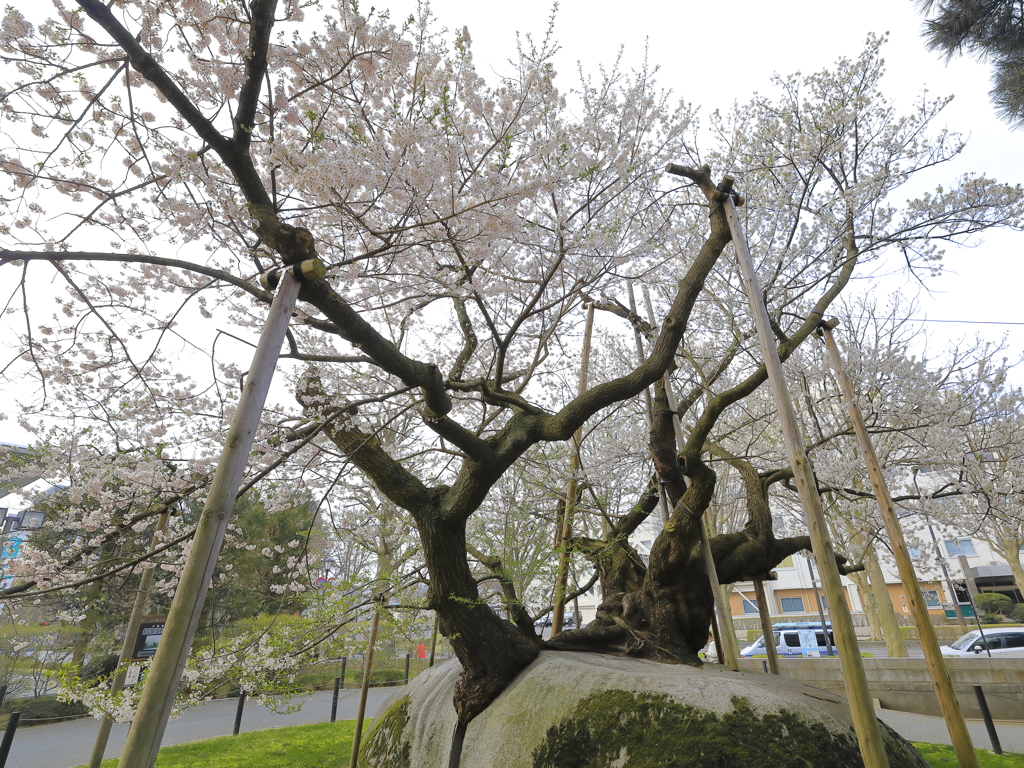 石割桜2018