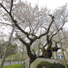 石割桜2018
