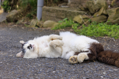 猫の島・田代島にてⅫ