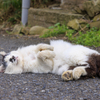 猫の島・田代島にてⅫ