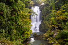奈曾の白滝