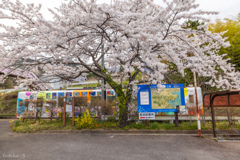 桜咲く駅