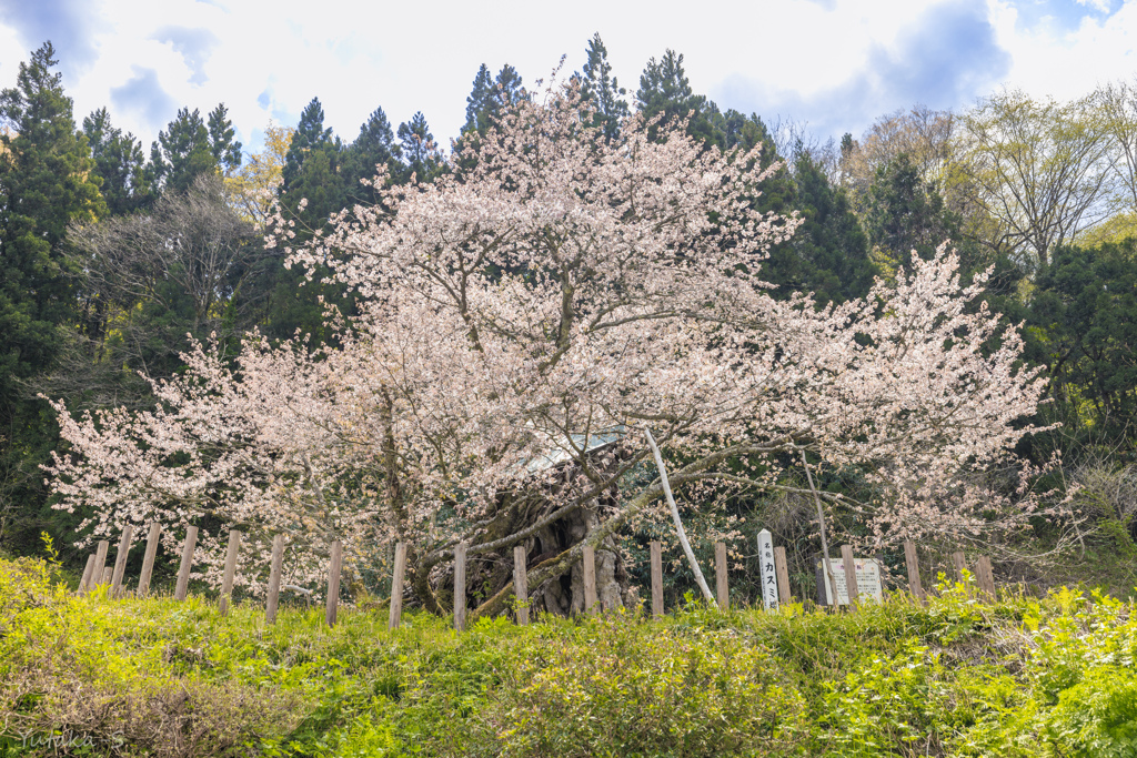 かすみ桜