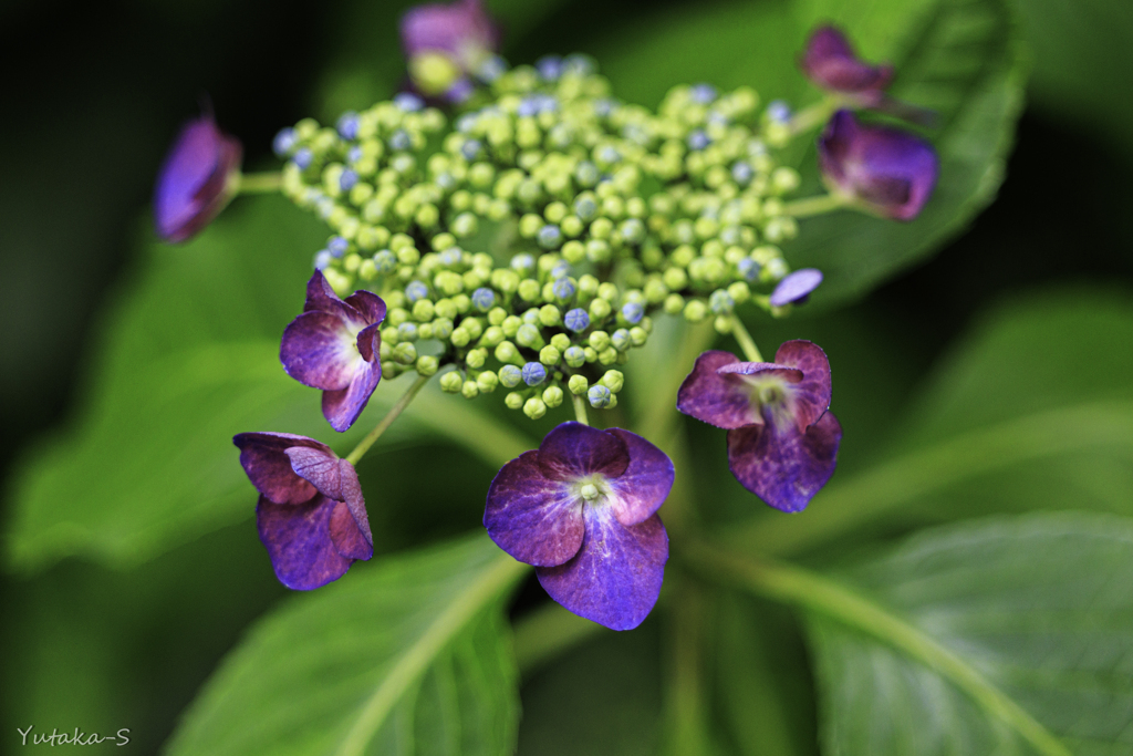 我が家の紫陽花