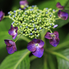 我が家の紫陽花