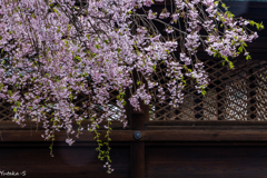 枝垂れ桜