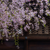 枝垂れ桜