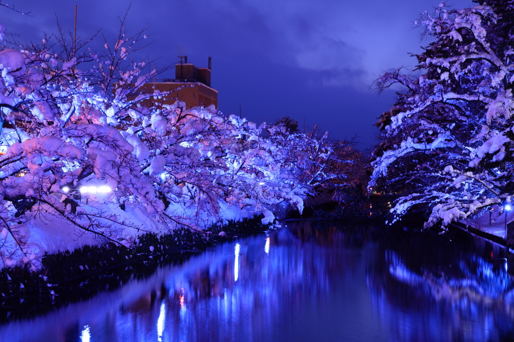 雪桜Ⅱ
