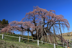 滝桜