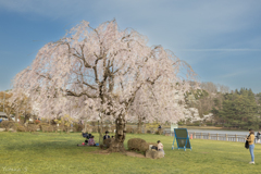 桜の木の下で