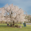 桜の木の下で