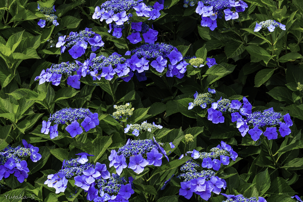 蒼い紫陽花