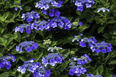 蒼い紫陽花