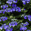 蒼い紫陽花