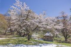 桜咲き・あとから雪が