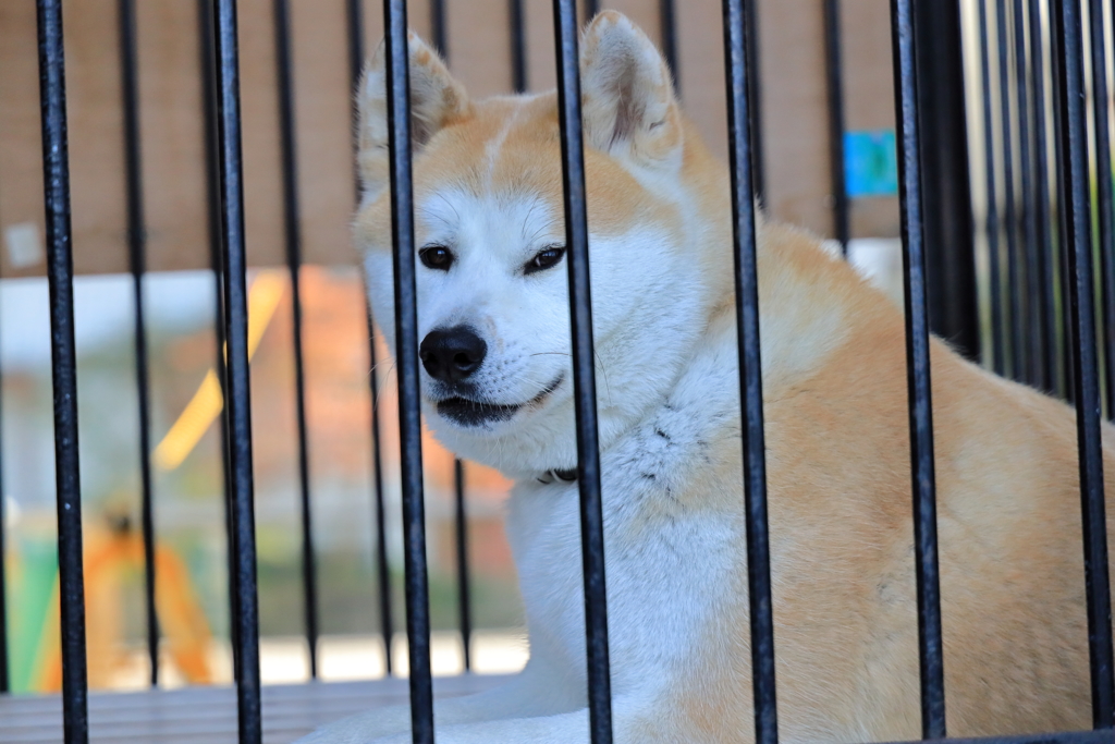 秋田犬のいるホテル