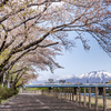 盛岡桜巡りⅥ