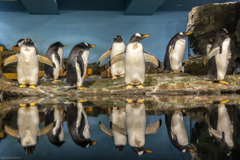 ペンギンの風景