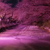 桜色
