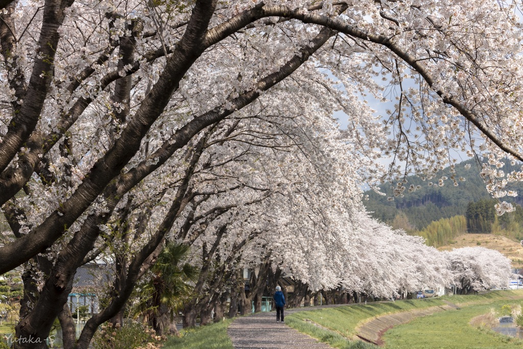 桜並木散歩