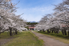 上丸牛舎構内の桜並木