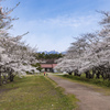 上丸牛舎構内の桜並木