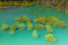 ダム湖の春