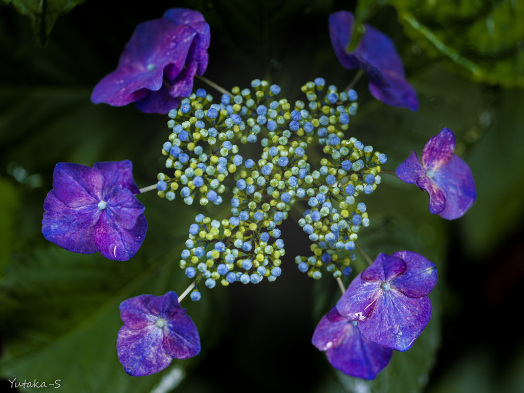 雨上がりの紫陽花